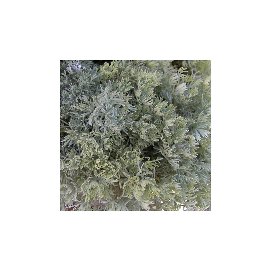 Plantes Vivaces ARTEMISIA schmidtiana 'Nana' - Armoise en vente - Pépinière Lepage .