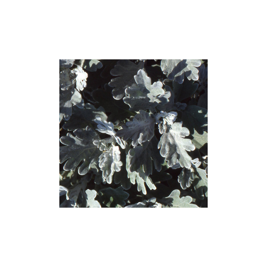 Plantes Vivaces ARTEMISIA stelleriana - Armoise en vente - Pépinière Lepage .