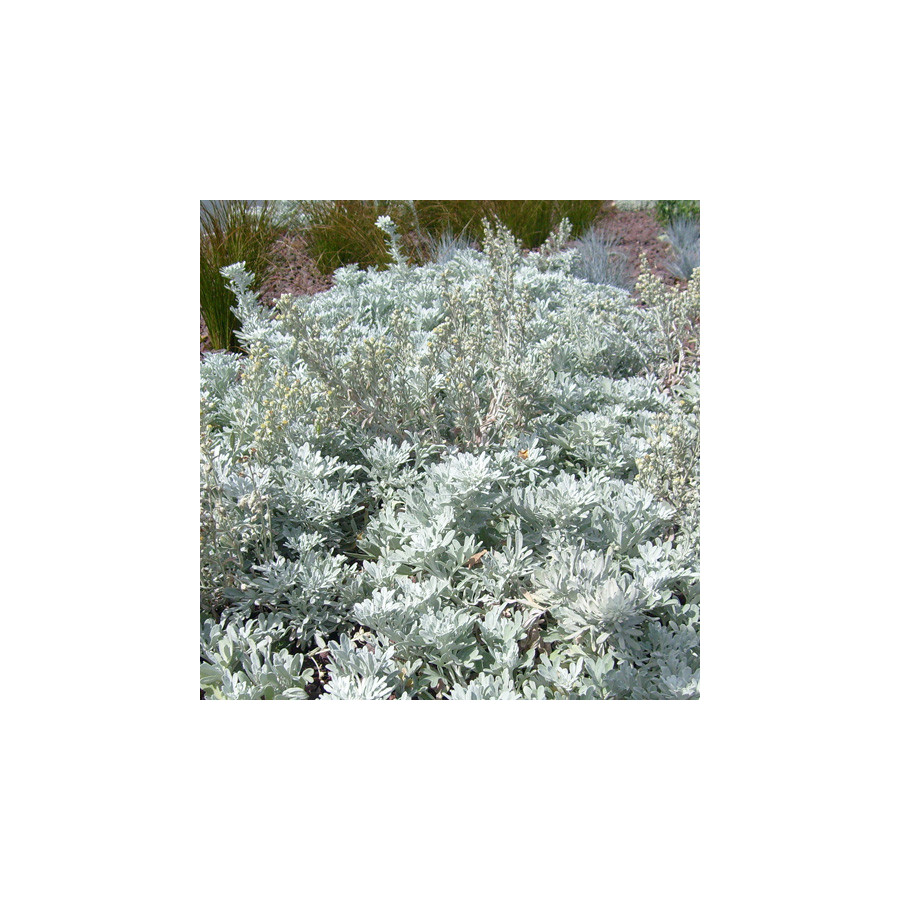 Plantes Vivaces ARTEMISIA stelleriana - Armoise en vente - Pépinière Lepage .