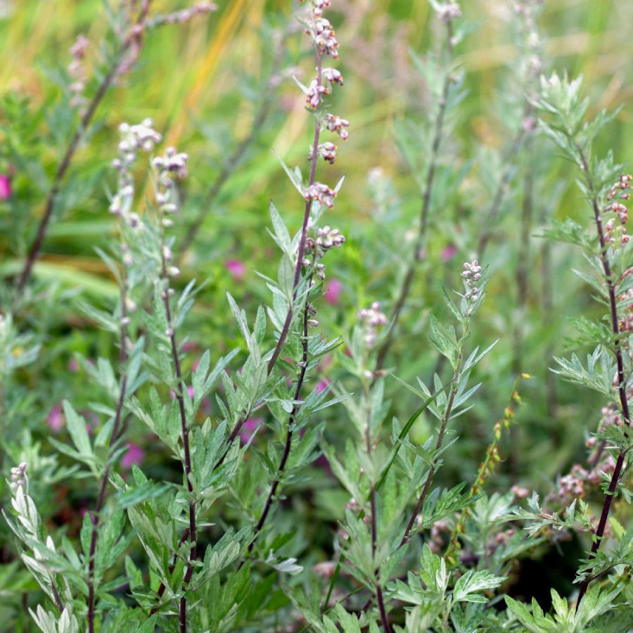ARTEMISIA vulgaris