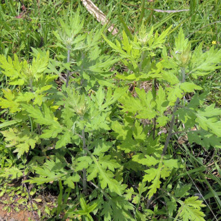 ARTEMISIA vulgaris