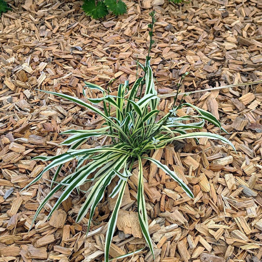 Plantes Vivaces ARTHROPODIUM candidum 'Little Lilia' ® en vente - Pépinière Lepage .