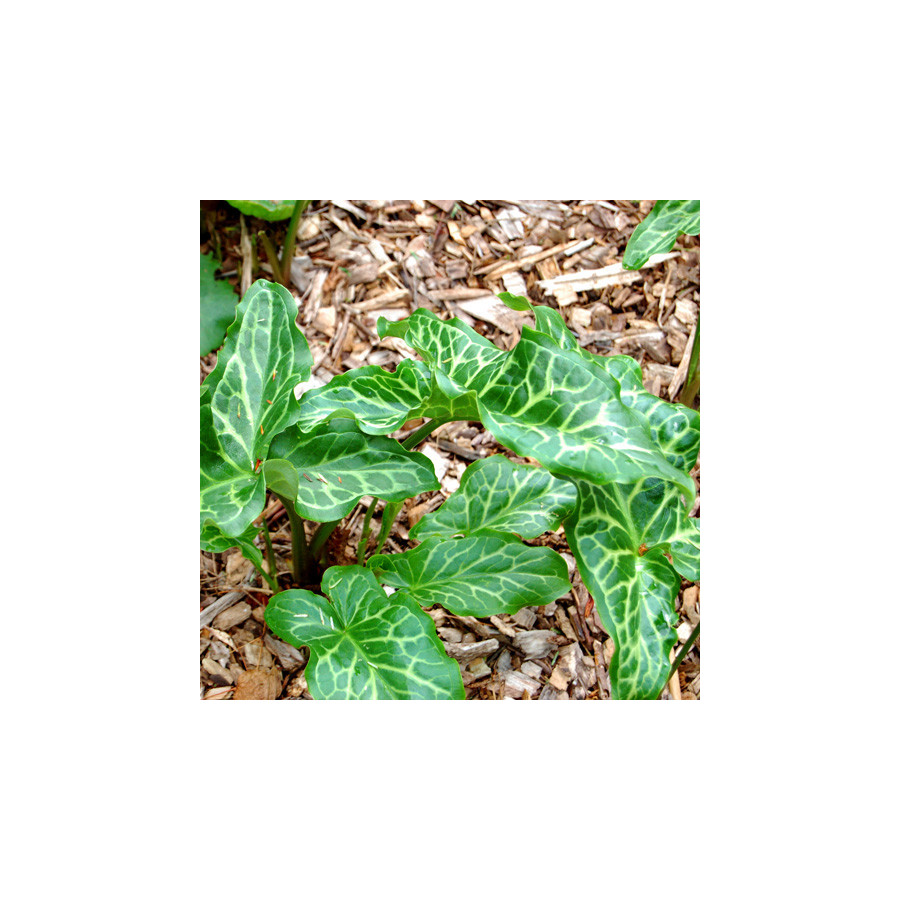 plantes-vivaces-arum-italicum-arum-d-italie-en-vente-gouet-en-vente-pepiniere-lepage-