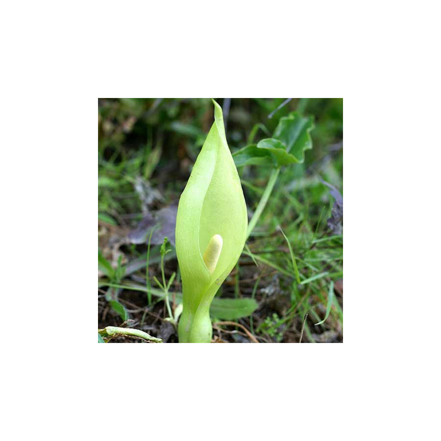 plantes-vivaces-arum-italicum-arum-d-italie-en-vente-gouet-en-vente-pepiniere-lepage-