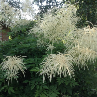 plantes-vivaces-aruncus-dioicus-sylvestris-barbe-de-bouc-en-vente-pepiniere-lepage-