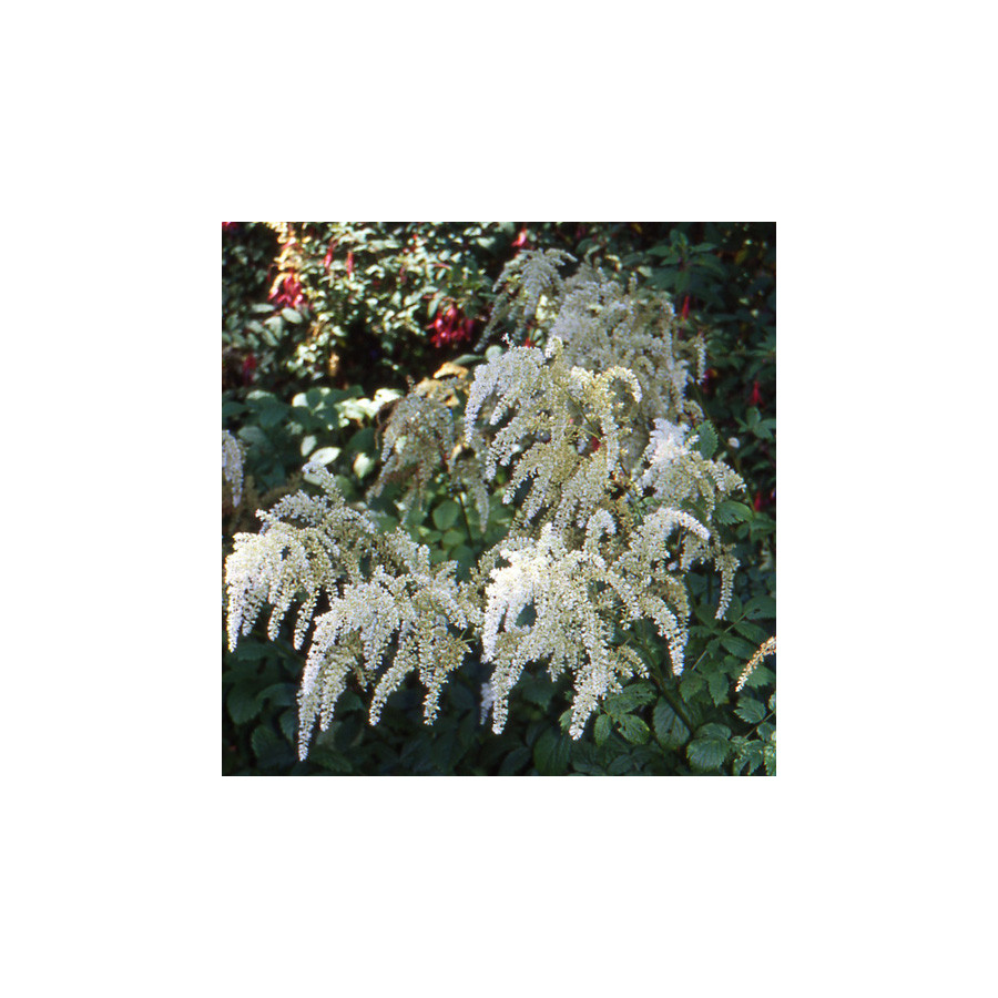 Plantes Vivaces ARUNCUS dioicus (sylvestris) - Barbe de bouc en vente - Pépinière Lepage .