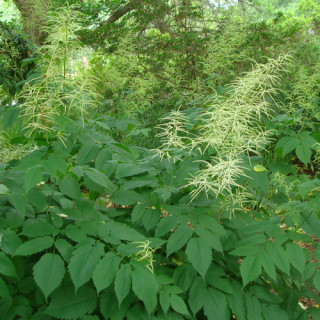Plantes Vivaces ARUNCUS dioicus (sylvestris) - Barbe de bouc en vente - Pépinière Lepage .