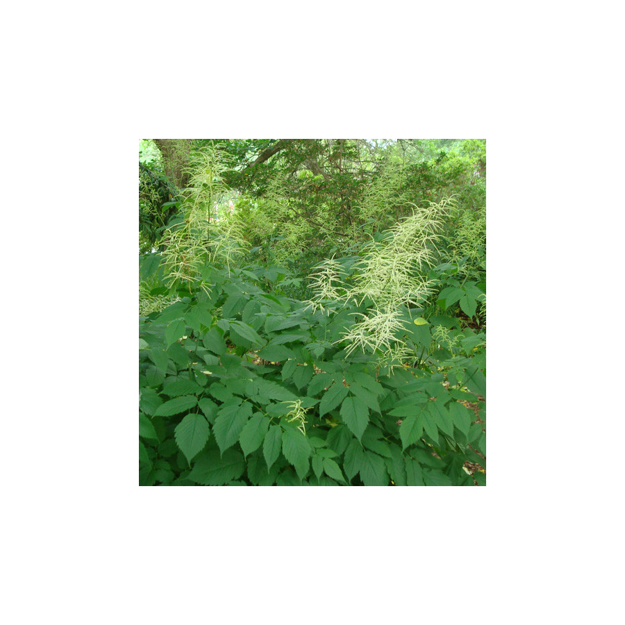 Plantes Vivaces ARUNCUS dioicus (sylvestris) - Barbe de bouc en vente - Pépinière Lepage .