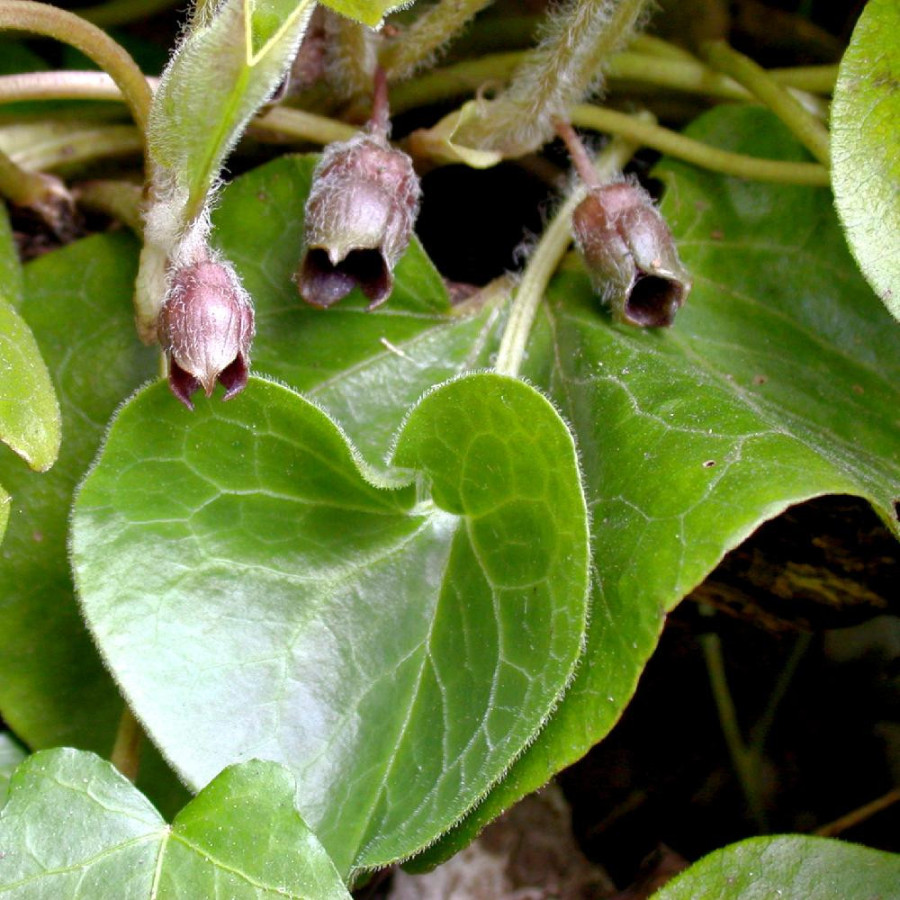 Plantes Vivaces ASARUM europaeum - Asaret en vente - Pépinière Lepage .