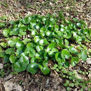 Plantes Vivaces ASARUM europaeum - Asaret en vente - Pépinière Lepage .