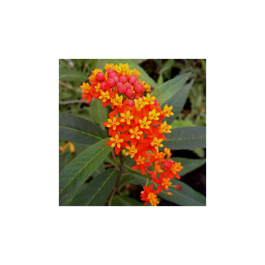 Plantes Vivaces ASCLEPIAS tuberosa - Asclépiade en vente - Pépinière Lepage .