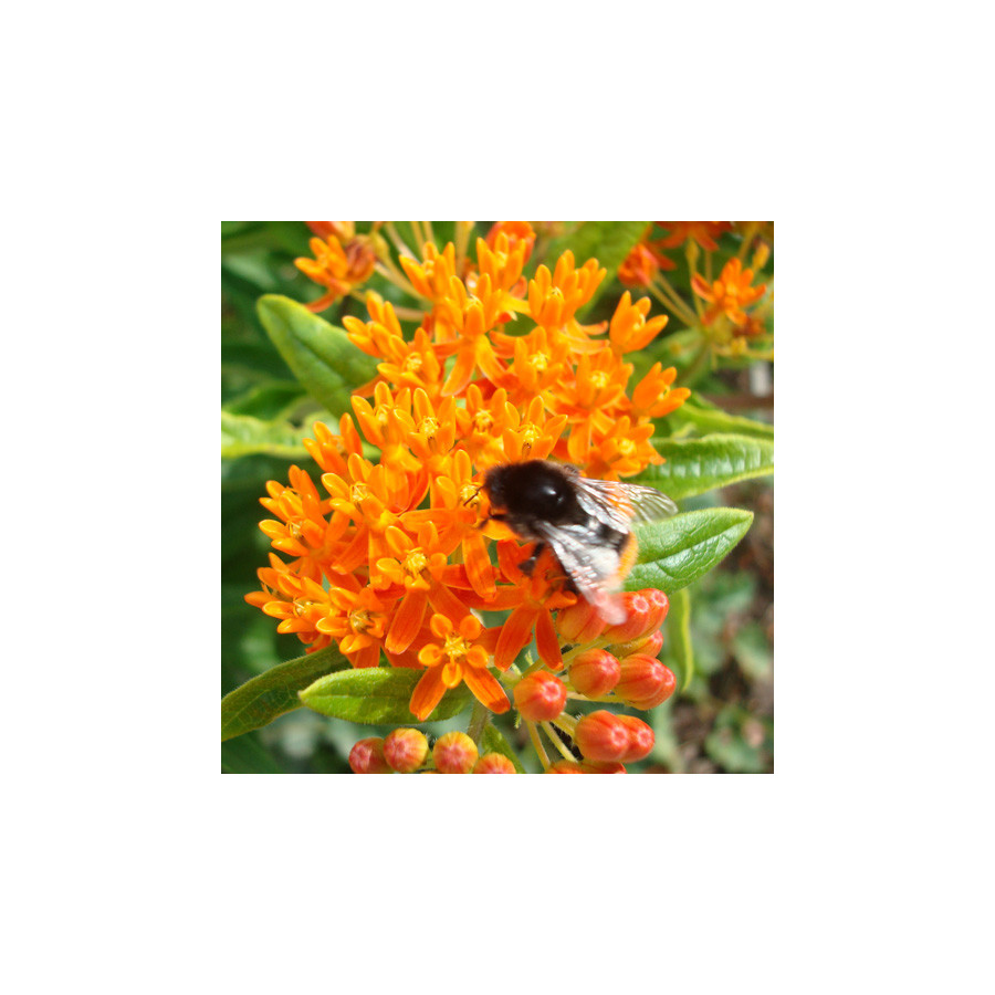 Plantes Vivaces ASCLEPIAS tuberosa - Asclépiade en vente - Pépinière Lepage .