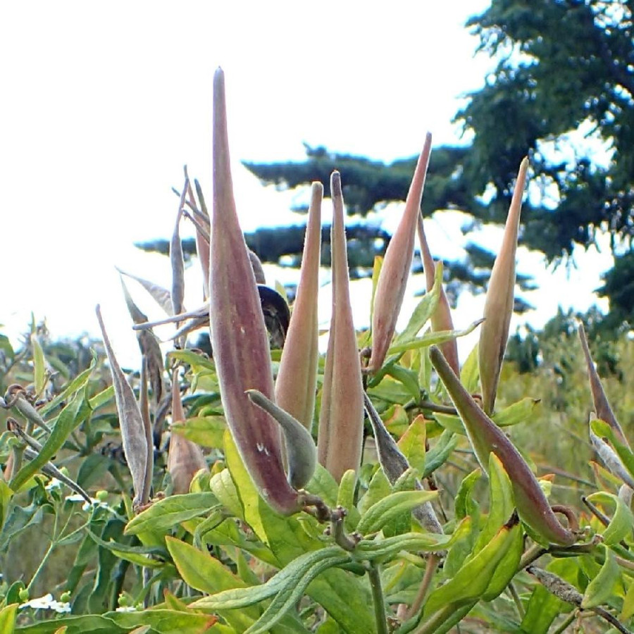 Plantes Vivaces ASCLEPIAS tuberosa - Asclépiade en vente - Pépinière Lepage .