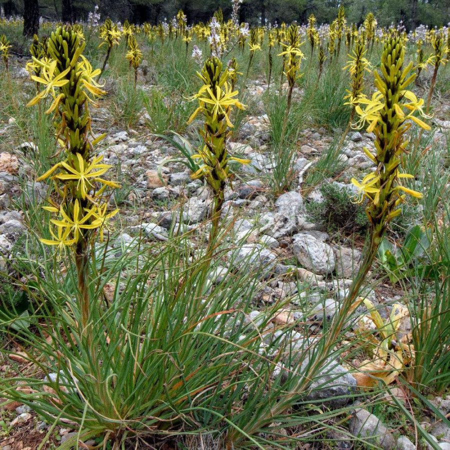 Plantes Vivaces ASPHODELINE lutea - Bâton de Jacob en vente - Pépinière Lepage .