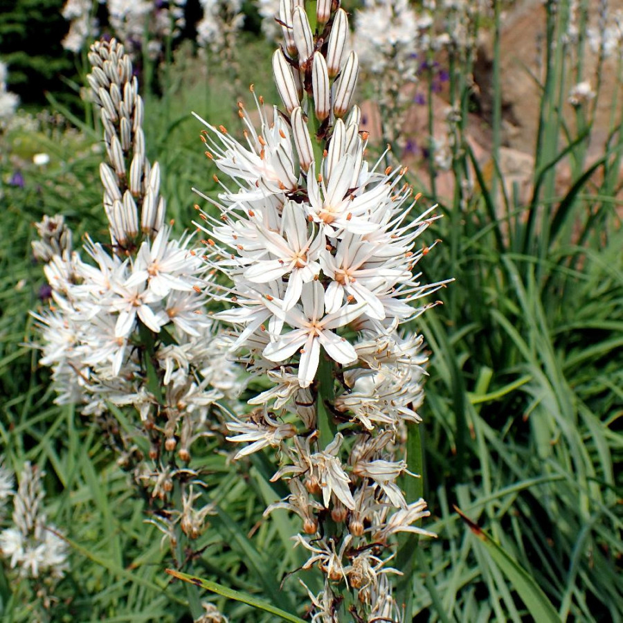 plantes-vivaces-asphodelus-albus-en-vente-pepiniere-lepage-