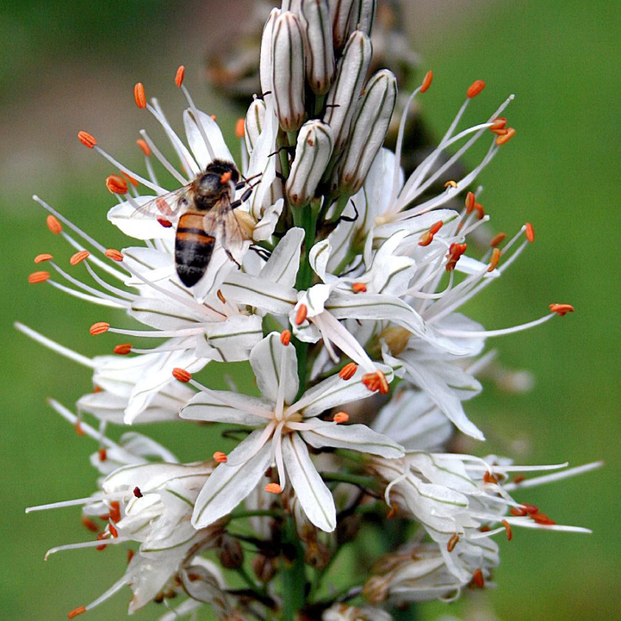 plantes-vivaces-asphodelus-albus-en-vente-pepiniere-lepage-