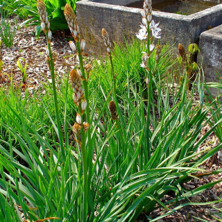 plantes-vivaces-asphodelus-albus-en-vente-pepiniere-lepage-