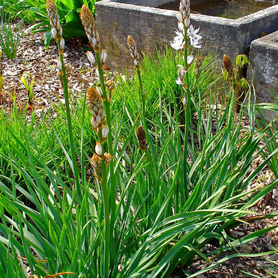 plantes-vivaces-asphodelus-albus-en-vente-pepiniere-lepage-
