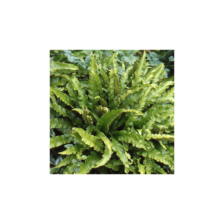 plantes-vivaces-asplenium-scolopendrium-cristatum-phyllitis-scolopendre-en-vente-langue-de-boeuf-en-vente-pepiniere-lepage-
