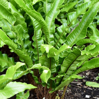 plantes-vivaces-asplenium-scolopendrium-phyllitis-scolopendre-en-vente-langue-de-boeuf-en-vente-pepiniere-lepage-