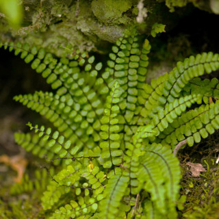 plantes-vivaces-asplenium-trichomanes-capillaire-des-murailles-en-vente-fausse-capillaire-en-vente-pepiniere-lepage-