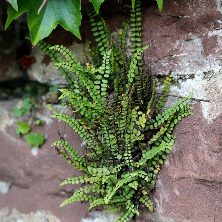plantes-vivaces-asplenium-trichomanes-capillaire-des-murailles-en-vente-fausse-capillaire-en-vente-pepiniere-lepage-