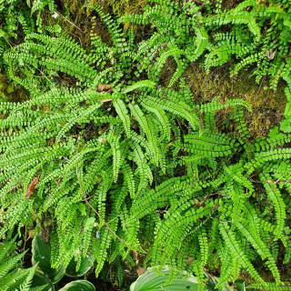 plantes-vivaces-asplenium-trichomanes-capillaire-des-murailles-en-vente-fausse-capillaire-en-vente-pepiniere-lepage-