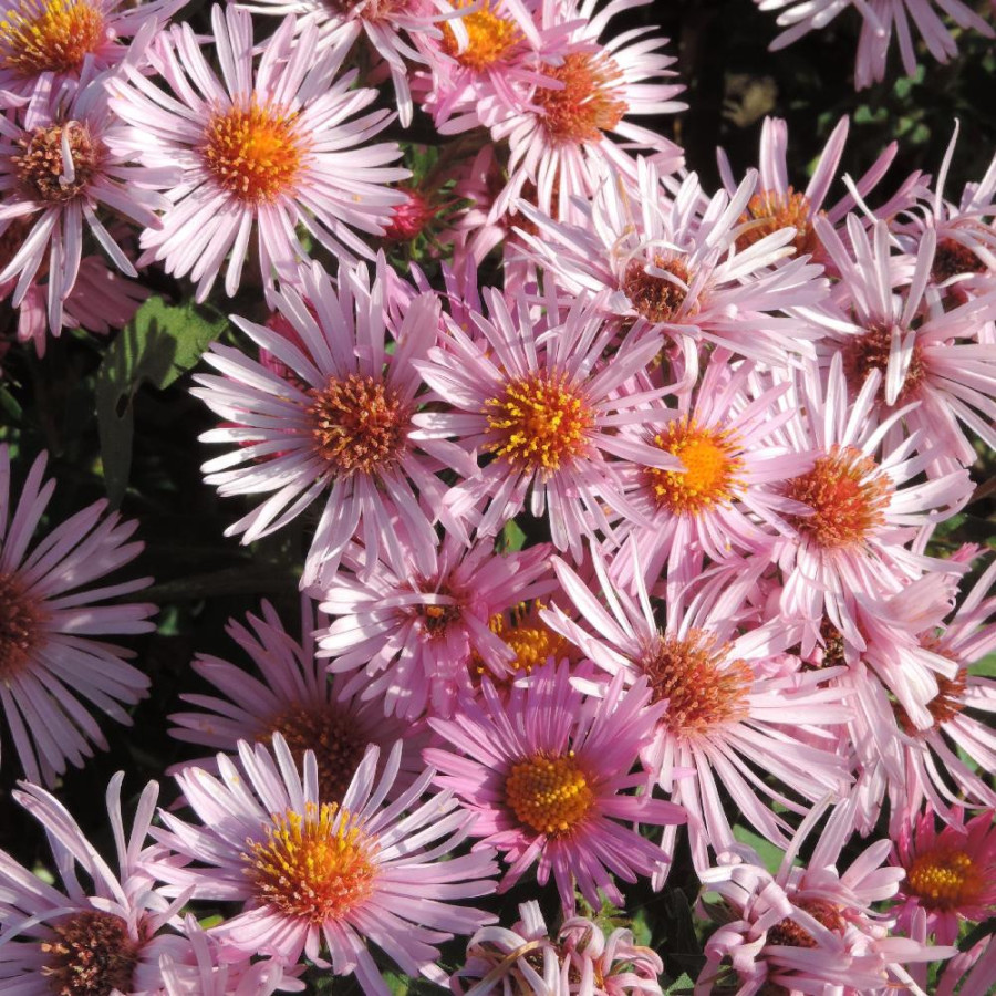 Plantes Vivaces ASTER  na 'Annabelle de Chazal' - Aster d'automne en vente - Aster de Nouvelle Angleterre en vente - Pépinière L
