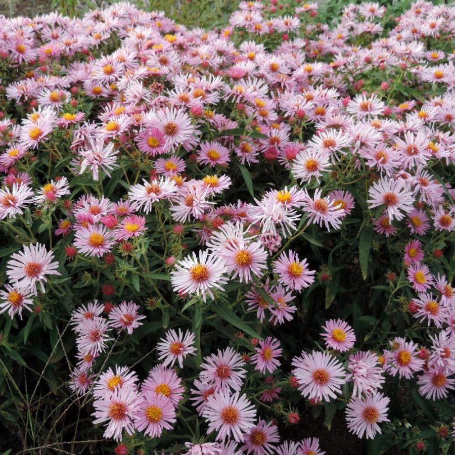 Plantes Vivaces ASTER  na 'Annabelle de Chazal' - Aster d'automne en vente - Aster de Nouvelle Angleterre en vente - Pépinière L