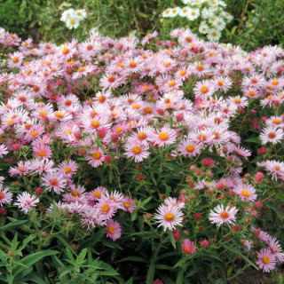 Plantes Vivaces ASTER  na 'Annabelle de Chazal' - Aster d'automne en vente - Aster de Nouvelle Angleterre en vente - Pépinière L