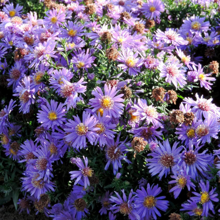 Plantes Vivaces ASTER 'Augenweide' (Dumosus Group) - Aster d'automne en vente - Aster nain d'automne en vente - Pépinière Lepage