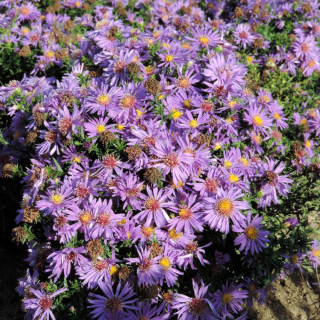 Plantes Vivaces ASTER 'Augenweide' (Dumosus Group) - Aster d'automne en vente - Aster nain d'automne en vente - Pépinière Lepage