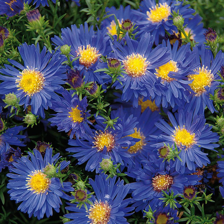 Plantes Vivaces ASTER 'Blue Lapis' (Dumosus Group) - Aster d'automne en vente - Aster nain d'automne en vente - Pépinière Lepage