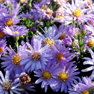 plantes-vivaces-aster-fidelio-dumosus-group-aster-d-automne-en-vente-aster-nain-d-automne-en-vente-pepiniere-lepage-
