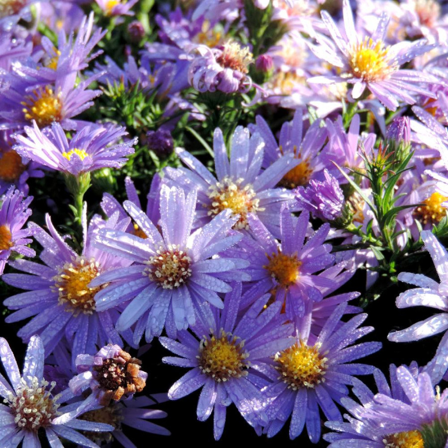 Plantes Vivaces ASTER 'Fidelio' (Dumosus Group) - Aster d'automne en vente - Aster nain d'automne en vente - Pépinière Lepage .