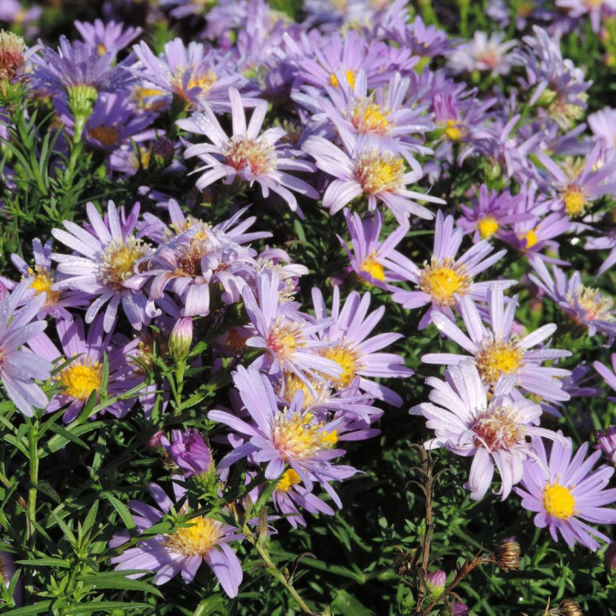 Plantes Vivaces ASTER 'Fidelio' (Dumosus Group) - Aster d'automne en vente - Aster nain d'automne en vente - Pépinière Lepage .