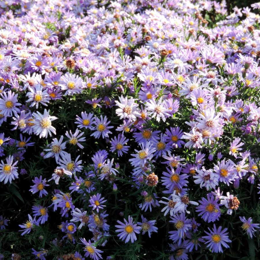 Plantes Vivaces ASTER 'Fidelio' (Dumosus Group) - Aster d'automne en vente - Aster nain d'automne en vente - Pépinière Lepage .