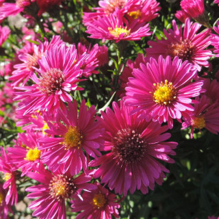 plantes-vivaces-aster-jenny-dumosus-group-aster-d-automne-en-vente-aster-nain-d-automne-en-vente-pepiniere-lepage-