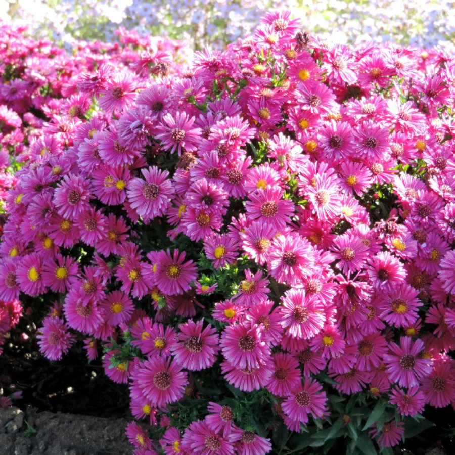 Plantes Vivaces ASTER 'Jenny' (Dumosus Group) - Aster d'automne en vente - Aster nain d'automne en vente - Pépinière Lepage .