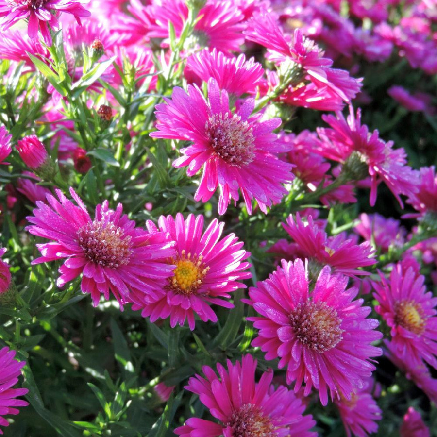 Plantes Vivaces ASTER 'Jenny' (Dumosus Group) - Aster d'automne en vente - Aster nain d'automne en vente - Pépinière Lepage .