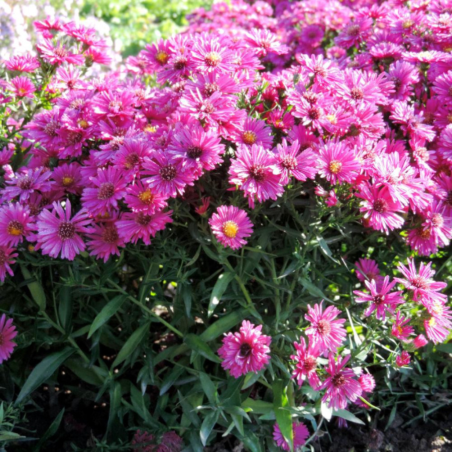 Plantes Vivaces ASTER 'Jenny' (Dumosus Group) - Aster d'automne en vente - Aster nain d'automne en vente - Pépinière Lepage .