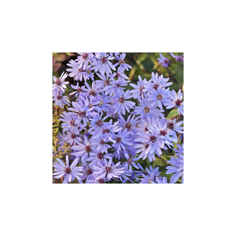 plantes-vivaces-aster-little-carlow-aster-d-automne-en-vente-pepiniere-lepage-