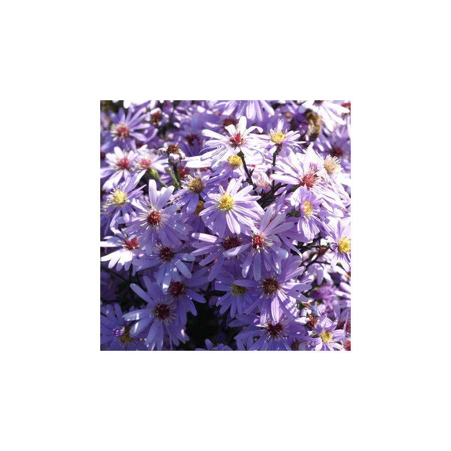 plantes-vivaces-aster-little-carlow-aster-d-automne-en-vente-pepiniere-lepage-