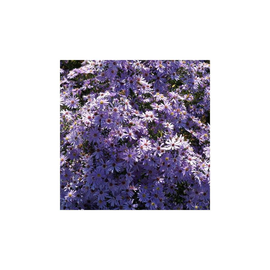 plantes-vivaces-aster-little-carlow-aster-d-automne-en-vente-pepiniere-lepage-