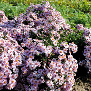 Plantes Vivaces ASTER 'Marjorie' (Dumosus Group) - Aster d'automne en vente - Aster nain d'automne en vente - Pépinière Lepage .