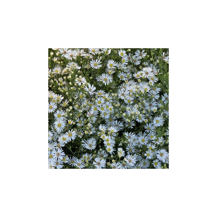 Plantes Vivaces ASTER 'Monte Cassino' - Aster d'automne en vente - Pépinière Lepage .