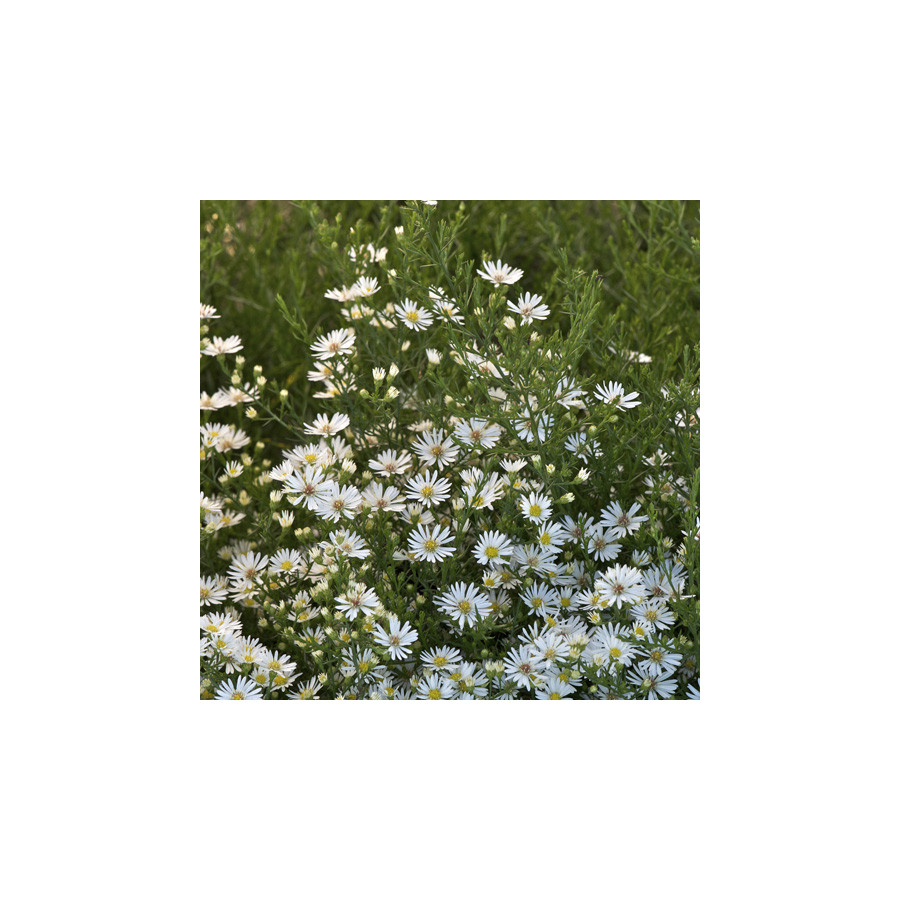 Plantes Vivaces ASTER 'Monte Cassino' - Aster d'automne en vente - Pépinière Lepage .