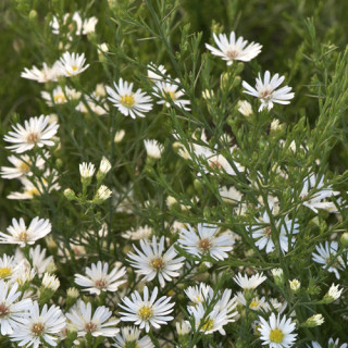 Plantes Vivaces ASTER 'Monte Cassino' - Aster d'automne en vente - Pépinière Lepage .