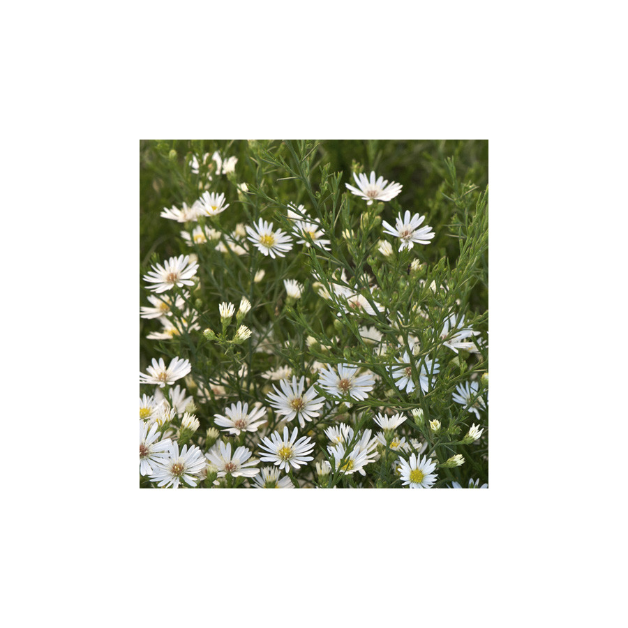 Plantes Vivaces ASTER 'Monte Cassino' - Aster d'automne en vente - Pépinière Lepage .