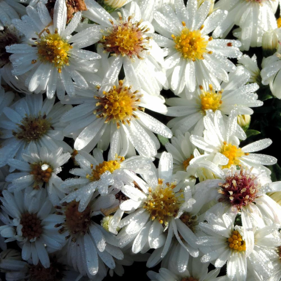 Plantes Vivaces ASTER 'Niobe' (Dumosus Group) - Aster d'automne en vente - Aster nain d'automne en vente - Pépinière Lepage .